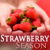 Maine PYO Strawberry Farms
