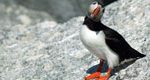 Project Puffin Visitor Center, Rockland ME attraction