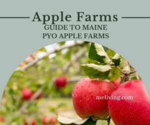 Maine Apple Orchards