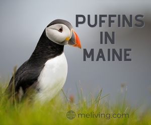 Puffin in Maine
